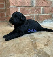 Zelda, a male Aussiedoodle and Poodle - Miniature  for sale in Oklahoma City, OK – 2 of 6