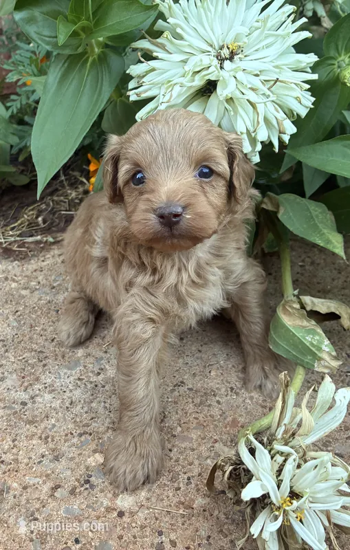 Wendy – Poodle - Miniature , Miniature Aussiedoodle puppy for sale in Oklahoma City, OK
