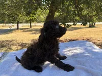 Wren , a female Poodle - Miniature  and Miniature Aussiedoodle for sale in Oklahoma City, OK – 8 of 9