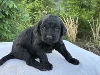 Vance, a male Goldendoodle for sale in Oklahoma City, OK – 6 of 8