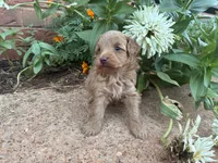 Wendy, a female Poodle - Miniature  and Miniature Aussiedoodle for sale in Oklahoma City, OK – 5 of 6