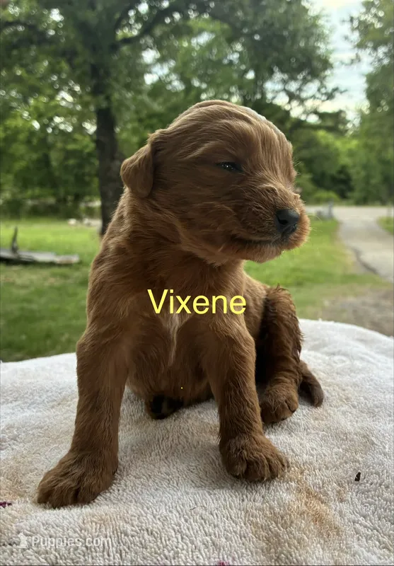 Vixene – Goldendoodle puppy for sale in Oklahoma City, OK