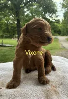 Vixene, a male Goldendoodle for sale in Oklahoma City, OK – 1 of 9