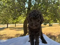 Willa F1b, a female Poodle - Miniature  and Miniature Aussiedoodle for sale in Oklahoma City, OK – 7 of 10