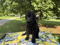 Valentina, a female Goldendoodle for sale in Oklahoma City, OK – 6 of 9