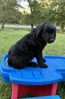 Violet, a female Goldendoodle for sale in Oklahoma City, OK – 8 of 8