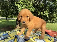 Vincenzo, a male Goldendoodle for sale in Oklahoma City, OK – 3 of 10
