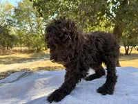 Willa F1b, a female Poodle - Miniature  and Miniature Aussiedoodle for sale in Oklahoma City, OK – 8 of 10