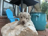 Wayne, a male Poodle - Miniature  and Miniature Aussiedoodle for sale in Oklahoma City, OK – 2 of 9