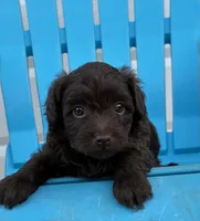 Ulysses, a male Aussiedoodle and Poodle - Miniature  for sale in Oklahoma City, OK – 2 of 8
