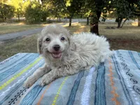 Wayne, a male Poodle - Miniature  and Miniature Aussiedoodle for sale in Oklahoma City, OK – 5 of 10