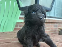 Wren , a female Poodle - Miniature  and Miniature Aussiedoodle for sale in Oklahoma City, OK – 7 of 10