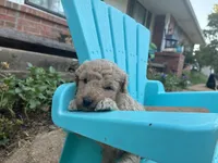 Willard, a male Aussiedoodle and Poodle - Miniature  for sale in Oklahoma City, OK – 6 of 7