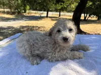 Wayne, a male Poodle - Miniature  and Miniature Aussiedoodle for sale in Oklahoma City, OK – 6 of 10