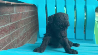 Willa F1b, a female Poodle - Miniature  and Miniature Aussiedoodle for sale in Oklahoma City, OK – 7 of 7