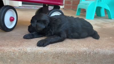 Zack, a male Aussiedoodle and Poodle - Miniature  for sale in Oklahoma City, OK – 7 of 7