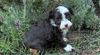 Ursula, a female Poodle - Miniature  and Miniature Aussiedoodle for sale in Oklahoma City, OK – 2 of 10