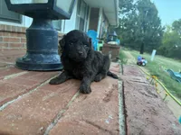 Wren , a female Poodle - Miniature  and Miniature Aussiedoodle for sale in Oklahoma City, OK – 8 of 10