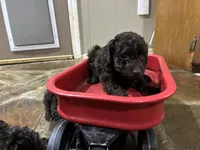 Wren , a female Poodle - Miniature  and Miniature Aussiedoodle for sale in Oklahoma City, OK – 5 of 9