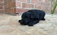 Zelda, a male Aussiedoodle and Poodle - Miniature  for sale in Oklahoma City, OK – 5 of 6