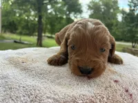 Vixene, a male Goldendoodle for sale in Oklahoma City, OK – 9 of 9