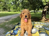 Vincenzo, a male Goldendoodle for sale in Oklahoma City, OK – 4 of 10