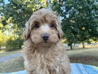 Wendy, a female Poodle - Miniature  and Miniature Aussiedoodle for sale in Oklahoma City, OK – 7 of 9