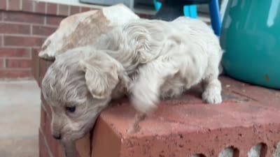 Wayne, a male Poodle - Miniature  and Miniature Aussiedoodle for sale in Oklahoma City, OK – 9 of 9