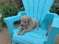 Willard, a male Aussiedoodle and Poodle - Miniature  for sale in Oklahoma City, OK – 5 of 7
