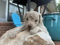 Wayne, a male Poodle - Miniature  and Miniature Aussiedoodle for sale in Oklahoma City, OK – 4 of 9