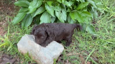 Ulysses, a male Aussiedoodle and Poodle - Miniature  for sale in Oklahoma City, OK – 8 of 8