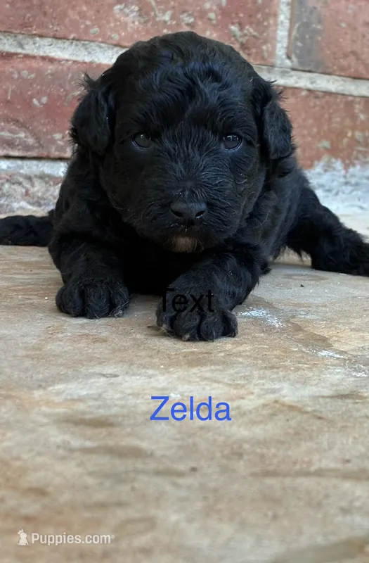 Zelda – Aussiedoodle, Poodle - Miniature  puppy for sale in Oklahoma City, OK