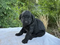 Vance, a male Goldendoodle for sale in Oklahoma City, OK – 8 of 8