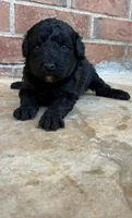Zelda, a male Aussiedoodle and Poodle - Miniature  for sale in Oklahoma City, OK – 3 of 6