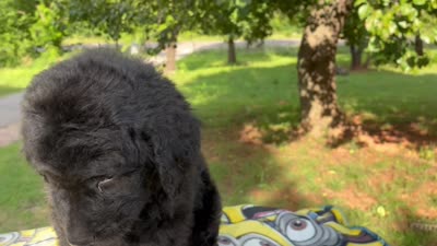 Valentina, a female Goldendoodle for sale in Oklahoma City, OK – 9 of 9