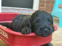 Zack, a male Aussiedoodle and Poodle - Miniature  for sale in Oklahoma City, OK – 3 of 7