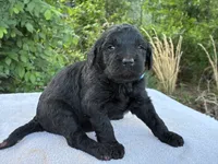 Vance, a male Goldendoodle for sale in Oklahoma City, OK – 7 of 8