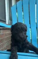 Willa F1b, a female Poodle - Miniature  and Miniature Aussiedoodle for sale in Oklahoma City, OK – 4 of 7