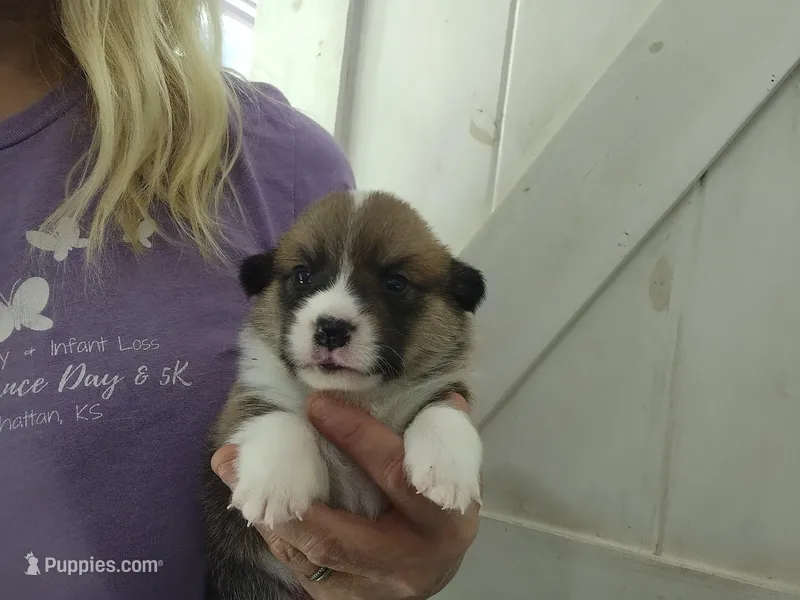 Red male – Pembroke Welsh Corgi puppy for sale in Wamego, KS