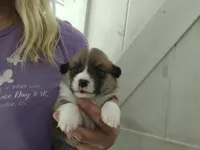 Red male, a male Pembroke Welsh Corgi for sale in Wamego, KS – 1 of 3