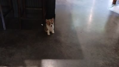 Tootsie , a female Pembroke Welsh Corgi for sale in Wamego, KS – 1 of 1