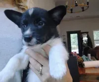 Black/white male, a male Pembroke Welsh Corgi for sale in Wamego, KS – 6 of 6
