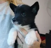 Black/white male, a male Pembroke Welsh Corgi for sale in Wamego, KS – 4 of 6