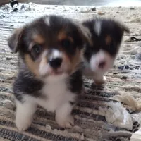 Laramie, a male Pembroke Welsh Corgi for sale in Wamego, KS – 6 of 9