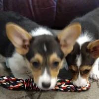 Laramie, a male Pembroke Welsh Corgi for sale in Wamego, KS – 8 of 9