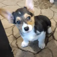 Laramie, a male Pembroke Welsh Corgi for sale in Wamego, KS – 3 of 9