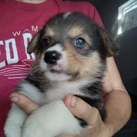 Laramie, a male Pembroke Welsh Corgi for sale in Wamego, KS – 7 of 9