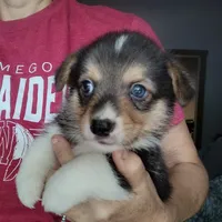 Laramie, a male Pembroke Welsh Corgi for sale in Wamego, KS – 5 of 9