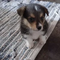 Laramie, a male Pembroke Welsh Corgi for sale in Wamego, KS – 4 of 9