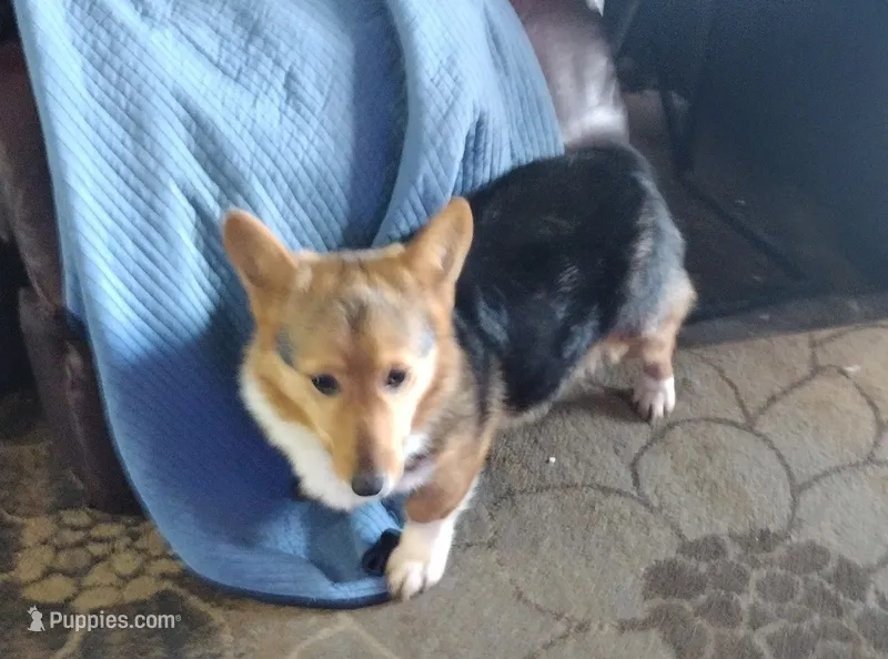 Laramie – Pembroke Welsh Corgi puppy for sale in Wamego, KS